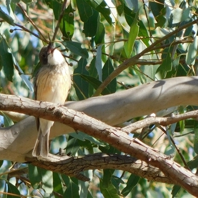 Pachycephala rufiventris (Rufous Whistler) at Symonston, ACT - 21 Nov 2024 by CallumBraeRuralProperty