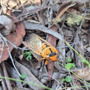 Cyclochila australasiae at Monga, NSW - 21 Nov 2024