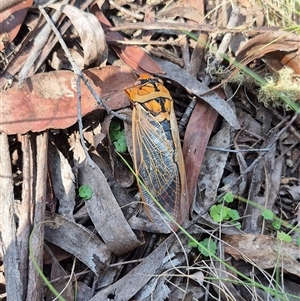 Cyclochila australasiae at Monga, NSW - 21 Nov 2024