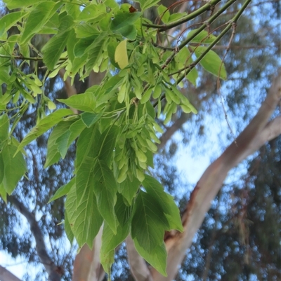 Acer negundo (Box Elder) at Wanniassa, ACT - 21 Nov 2024 by Euphemia