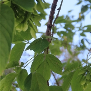 Acer negundo at Wanniassa, ACT - 21 Nov 2024