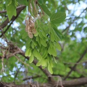 Acer negundo at Wanniassa, ACT - 21 Nov 2024