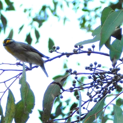 Pardalotus striatus (Striated Pardalote) at Symonston, ACT - 21 Nov 2024 by CallumBraeRuralProperty