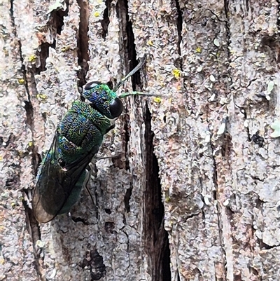 Chrysididae (family) (Cuckoo wasp or Emerald wasp) at Monga, NSW - 21 Nov 2024 by clarehoneydove