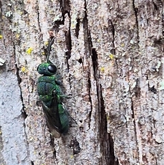 Chrysididae (family) at Monga, NSW - 21 Nov 2024 02:30 PM