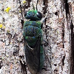 Chrysididae (family) at Monga, NSW - 21 Nov 2024 02:30 PM