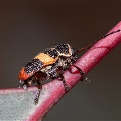 Aporocera (Aporocera) rufoterminalis (Leaf beetle) at Dunlop, ACT - 18 Nov 2024 by AlisonMilton