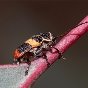 Aporocera (Aporocera) rufoterminalis at Dunlop, ACT - 19 Nov 2024 08:10 AM