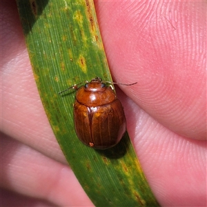 Paropsisterna aequalis at Monga, NSW - 21 Nov 2024