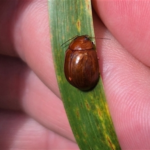 Paropsisterna aequalis at Monga, NSW - 21 Nov 2024