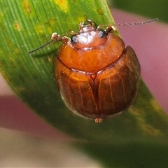 Paropsisterna aequalis at Monga, NSW - 21 Nov 2024