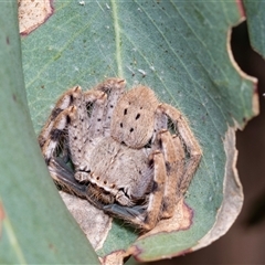 Isopedella pessleri (A huntsman spider) at Fraser, ACT - 18 Nov 2024 by AlisonMilton