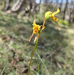 Diuris sulphurea (Tiger Orchid) at Monga, NSW - 21 Nov 2024 by clarehoneydove