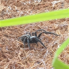 Badumna insignis (Black House Spider) at Aberglasslyn, NSW - 21 Nov 2024 by TheKewpie