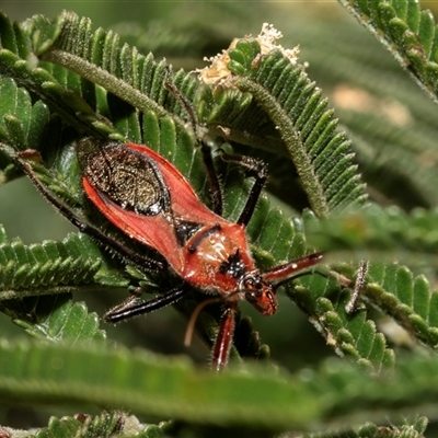 Gminatus australis (Orange assassin bug) at Fraser, ACT - 18 Nov 2024 by AlisonMilton