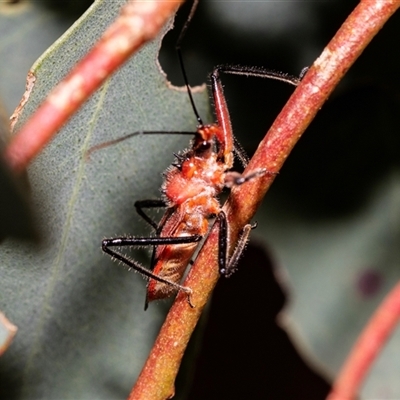 Gminatus australis (Orange assassin bug) at Fraser, ACT - 18 Nov 2024 by AlisonMilton