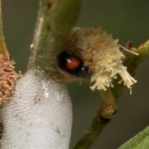 Diomus notescens at Fraser, ACT - 19 Nov 2024 08:50 AM