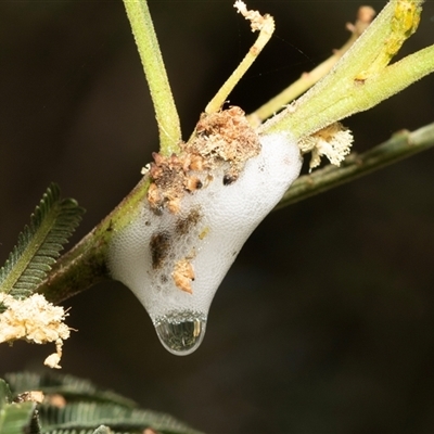 Aphrophorinae (subfamily) (Unidentified spittlebug) at Fraser, ACT - 18 Nov 2024 by AlisonMilton