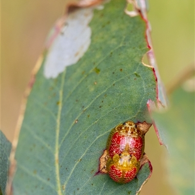 Paropsisterna fastidiosa (Eucalyptus leaf beetle) at Denman Prospect, ACT - 26 Oct 2024 by KarinNeufeld