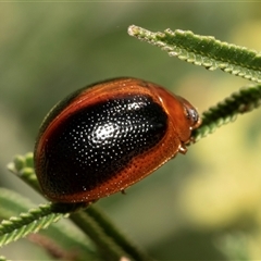 Dicranosterna immaculata (Acacia leaf beetle) at Dunlop, ACT - 18 Nov 2024 by AlisonMilton