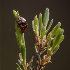 Paropsis pictipennis (Tea-tree button beetle) at Denman Prospect, ACT - 27 Oct 2024 by KarinNeufeld