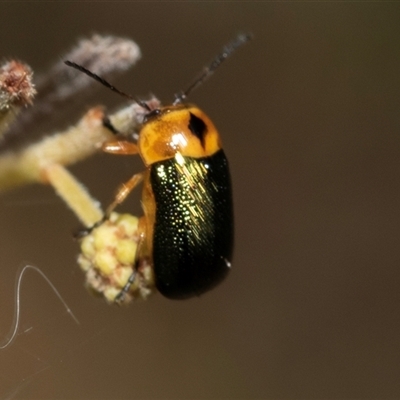 Aporocera (Aporocera) consors (A leaf beetle) at Dunlop, ACT - 18 Nov 2024 by AlisonMilton