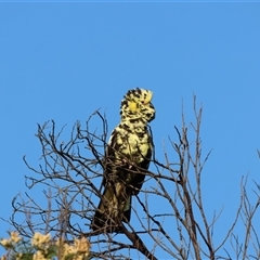 Zanda funerea (Yellow-tailed Black-Cockatoo) at Araluen, NSW - 10 Nov 2024 by Liam.m