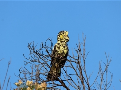 Zanda funerea (Yellow-tailed Black-Cockatoo) at Araluen, NSW - 9 Nov 2024 by Liam.m