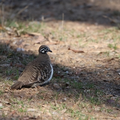 Geophaps scripta scripta (Southern Squatter Pigeon) at Greymare, QLD - 6 Oct 2024 by Liam.m