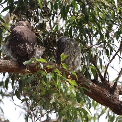 Ninox connivens (Barking Owl) at South West Rocks, NSW - 13 Oct 2024 by Liam.m