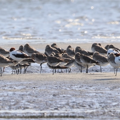 Limosa limosa (Black-tailed Godwit) at Kooragang, NSW - 14 Oct 2024 by Liam.m