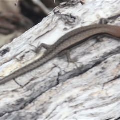 Lampropholis guichenoti (Common Garden Skink) at Cooma, NSW - 21 Nov 2024 by mahargiani