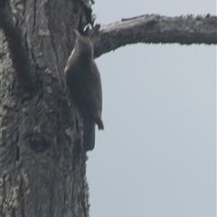 Cormobates leucophaea (White-throated Treecreeper) at Cooma, NSW - 21 Nov 2024 by mahargiani