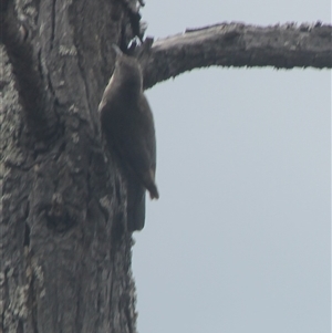 Cormobates leucophaea at Cooma, NSW - 21 Nov 2024