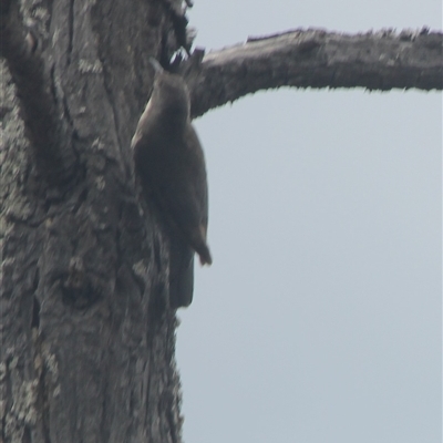 Cormobates leucophaea (White-throated Treecreeper) at Cooma, NSW - 21 Nov 2024 by mahargiani