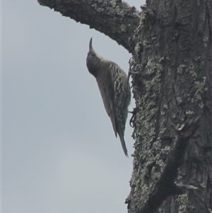 Cormobates leucophaea at Cooma, NSW - 21 Nov 2024