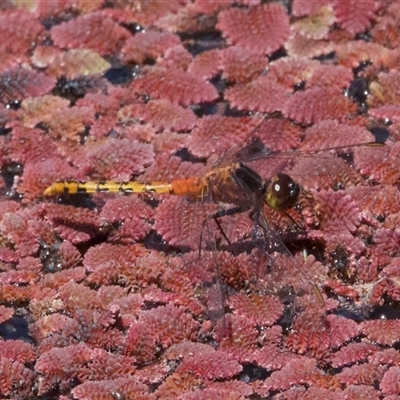 Diplacodes melanopsis (Black-faced Percher) at Strathnairn, ACT - 21 Nov 2024 by Pirom