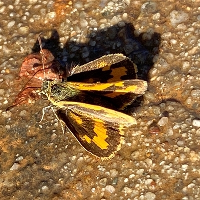 Ocybadistes walkeri (Green Grass-dart) at Mitchell, ACT - 21 Nov 2024 by SteveBorkowskis