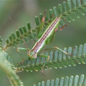 Tettigoniidae (family) (Unidentified katydid) at Hall, ACT by Anna123