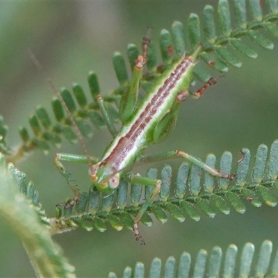 Tettigoniidae (family) (Unidentified katydid) at Hall, ACT - 21 Nov 2024 by Anna123