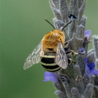 Amegilla sp. (genus) (Blue Banded Bee) at Hughes, ACT - 21 Nov 2024 by Ct1000