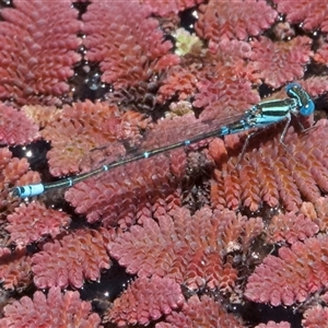 Austroagrion watsoni at Strathnairn, ACT - 21 Nov 2024 11:46 AM