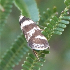 Isomoralla gephyrota (A Concealer moth) at Hall, ACT - 21 Nov 2024 by Anna123