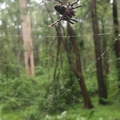 Unidentified Other web-building spider at Tullymorgan, NSW - 20 Nov 2024 by Topwood