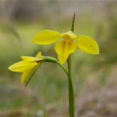 Diuris monticola (Highland Golden Moths) at Palerang, NSW - 21 Nov 2024 by Csteele4