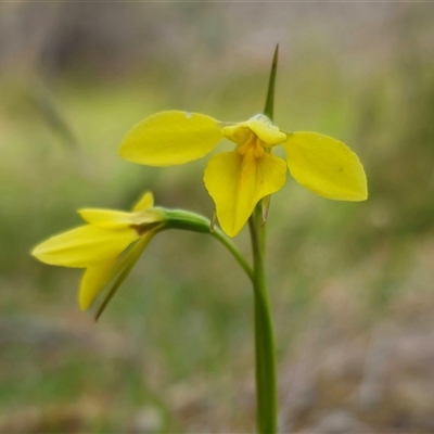 Diuris monticola (Highland Golden Moths) at Palerang, NSW - 21 Nov 2024 by Csteele4