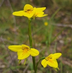 Diuris monticola at Palerang, NSW - 21 Nov 2024