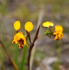 Diuris semilunulata (Late Leopard Orchid) at Captains Flat, NSW - 21 Nov 2024 by Csteele4