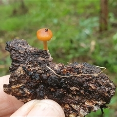 Unidentified Fungus at Tullymorgan, NSW - 20 Nov 2024 by Topwood