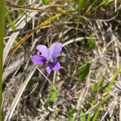 Viola betonicifolia subsp. betonicifolia (Arrow-Leaved Violet) at Cotter River, ACT - 20 Nov 2024 by nathkay